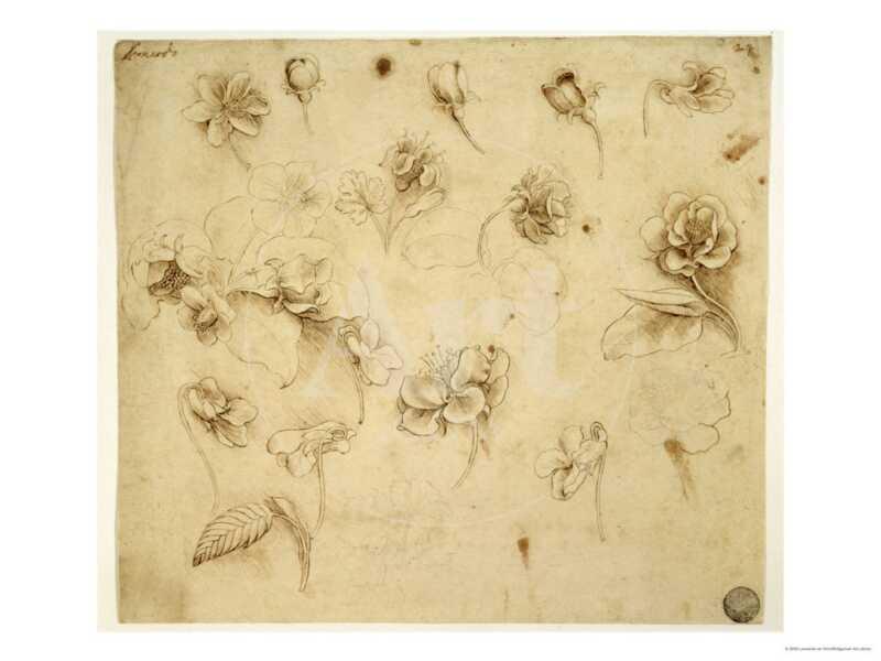 Study of Flowers - Giclee Print