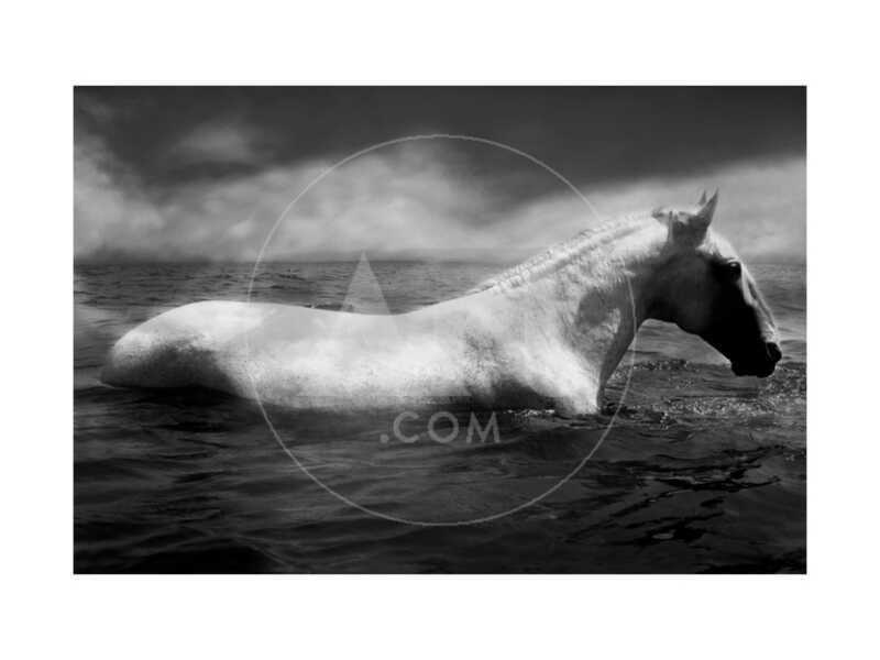 White Horse Swimming - Stretched Canvas Print
