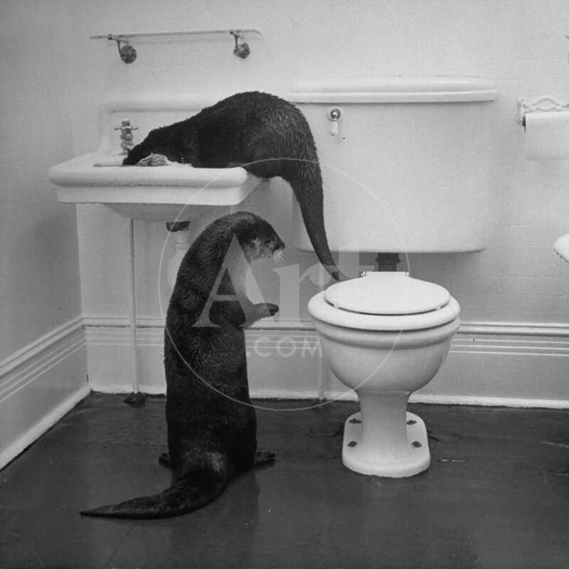 Otters Playing in Bathroom