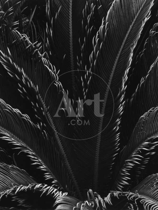Palm Fronds - Photographic Print