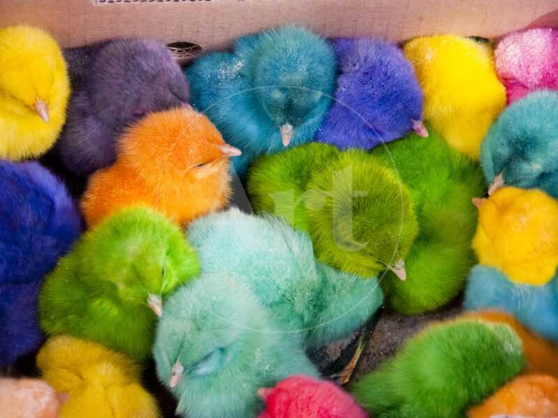 Little Colorful Chicks to Sell as Pets for Easter, Fes, Morocco - Photographic Print