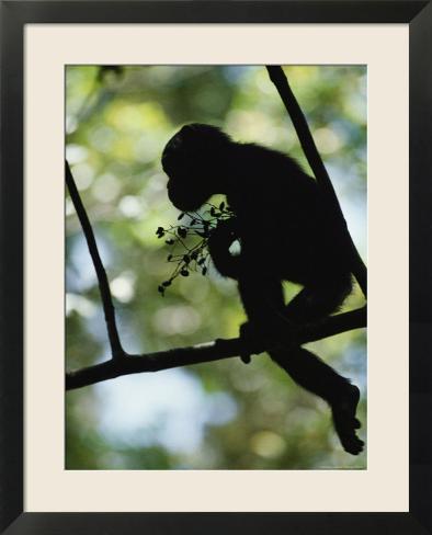 Chimpanzee Silhouette