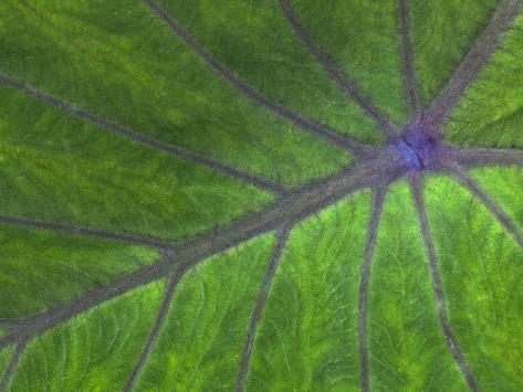 How to Identify Tree Leaf Patterns | eHow