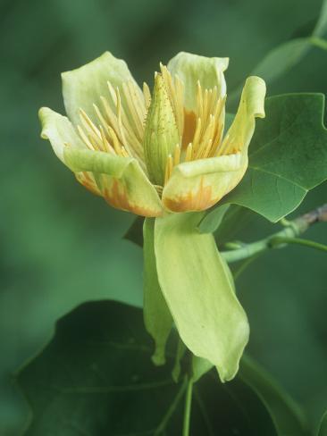 Poplar Tree Flower