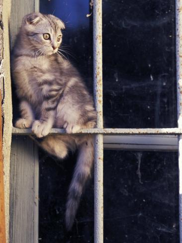 http://imgc.artprintimages.com/images/art-print/adriano-bacchella-scottish-fold-cat-balanced-on-window-bar-italy_i-G-37-3783-5R8IF00Z.jpg