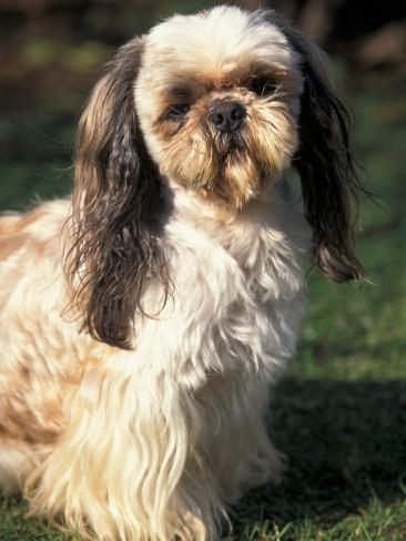 shih tzu hair products shih tzu with hair cut photographic print shih tzu hair products shih tzu with hair cut photographic print