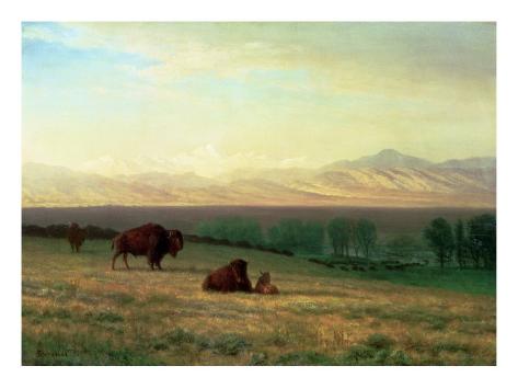 Buffalo Plains