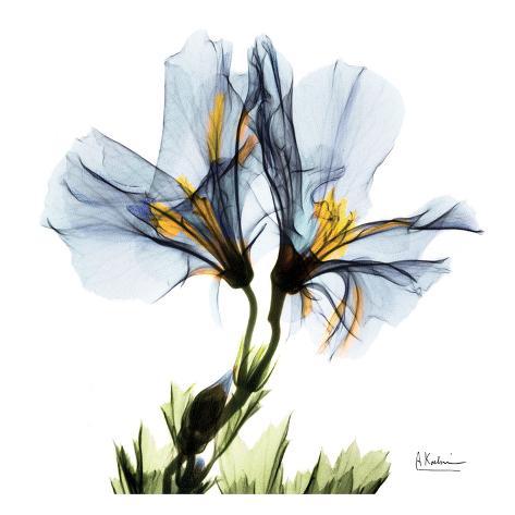 Tulipa Group, Charlene Olson