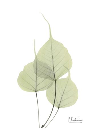 bo tree