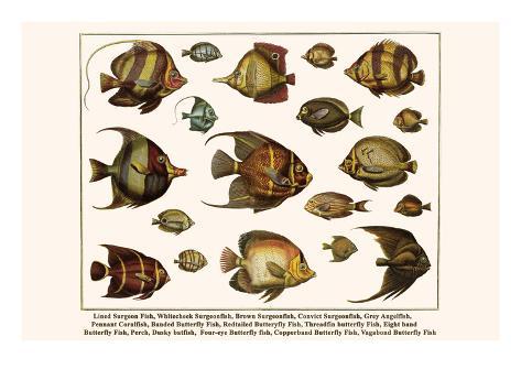 Convict Surgeonfish
