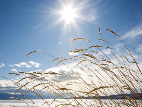  - andrew-geiger-winter-grass_i-G-41-4151-FSNMF00Z