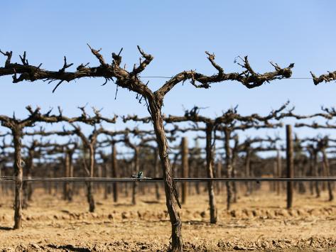abstract grape vines