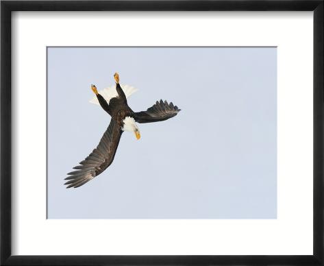 bald eagle dive