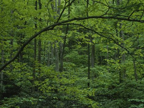 Eastern Woodland Symbols