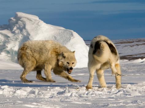 Wolf Sled