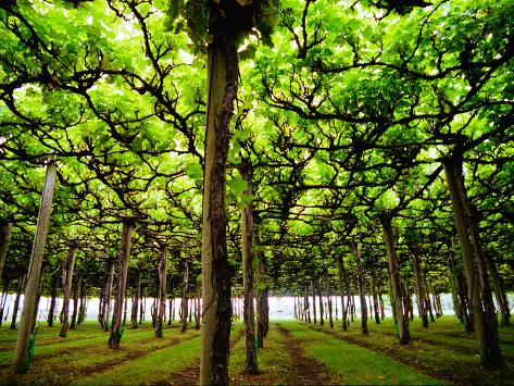 abstract grape vines