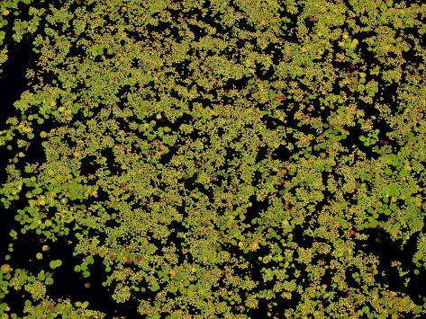 aerial vegetation