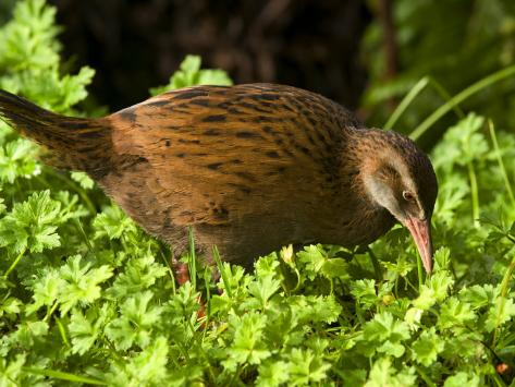 bill-hatcher-weka-gallirallus-australis-a-native-new-zealand-flightless-bird_i-G-40-4038-UG7LF00Z.jpg