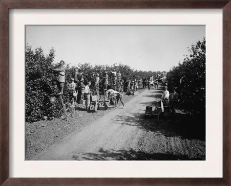 California Citrus Heritage Recording Project, Workers Harvesting Oranges, Riverside County, 1930 Framed Print