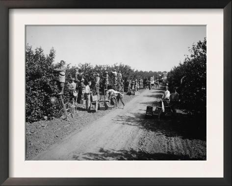California Citrus Heritage Recording Project, Workers Harvesting Oranges, Riverside County, 1930 Framed Print