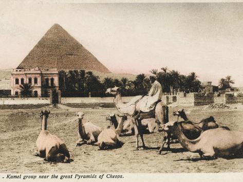 Camel Group Close to the Pyramid of Khufu, Egypt