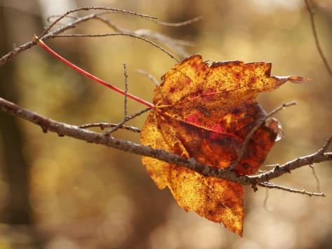 twig leaf