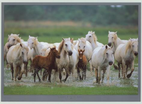 Chevaux De Camargue