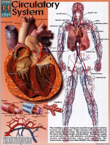 Circulatory System Worksheets &.