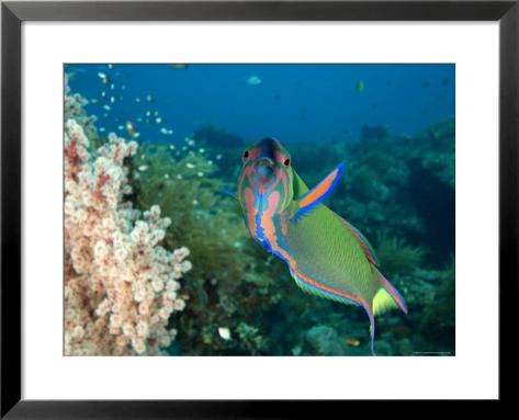 crescent wrasse