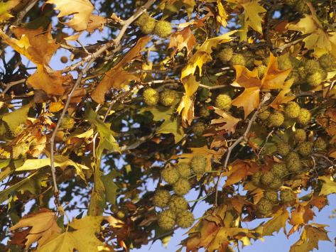 Achene Fruit
