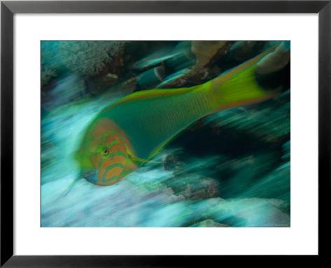 crescent wrasse