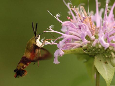 hummingbird clearwing moth visiting garden flowers for hummingbird clearwing moth visiting garden flowers for