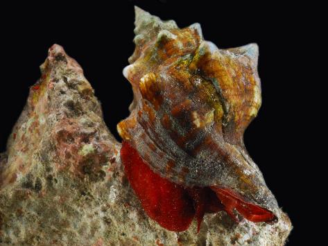 darlyne-a-murawski-large-snail-pugilina-species-crawling-on-a-coral-rock-edible_i-G-38-3885-3DKJF00Z.jpg