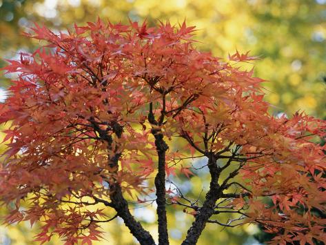 Japanese Maple Bonsai on Pink Colored Leaves On A Bonsai Japanese Maple Tree Photographic Print