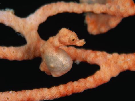 Pregnant Pygmy Seahorse
