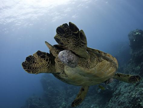 fibropapilloma tumors