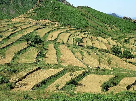 hillside terracing china photographic print by david hillside terracing china photographic print by david