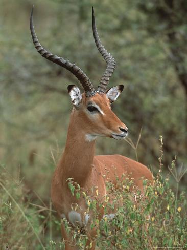 Wild Impala