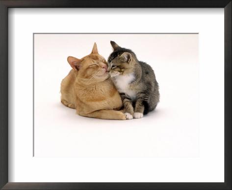 Agouti Cat