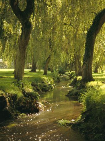 Forest Uk