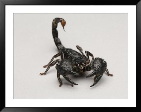 Scorpion At