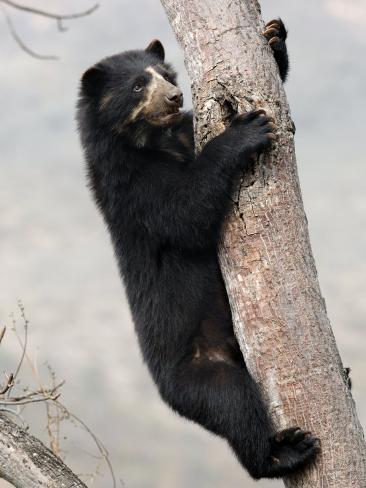 Peru Bear