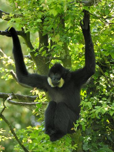 golden gibbon