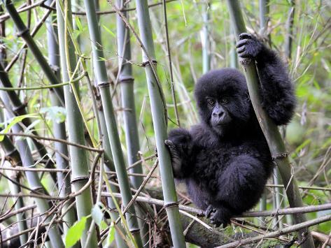 Climbing Gorilla