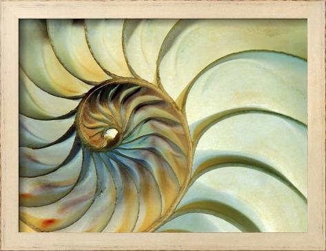  - eric-kamp-close-up-of-nautilus-shell-spirals_i-G-61-6182-QY51100Z