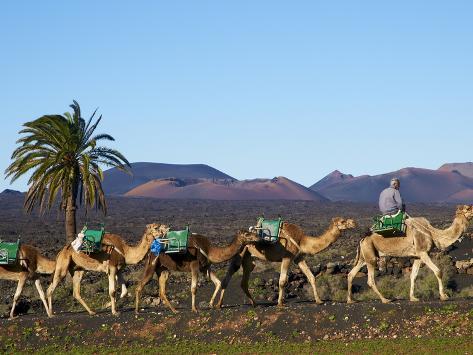 Camels In Lanzarote