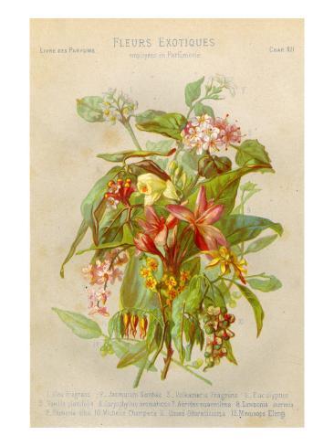 Mimosa Flowers on Exotic Flowers Used In Making Perfumes  Including Jasmine  Eucalyptus