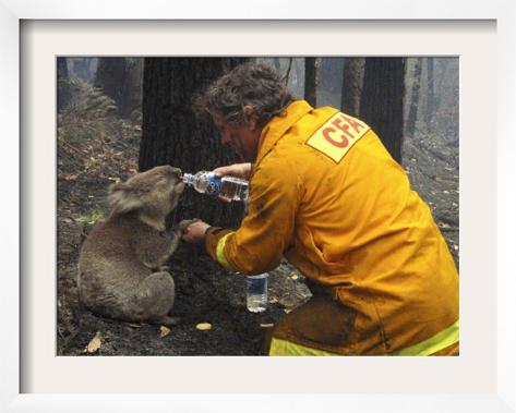 Koala Water