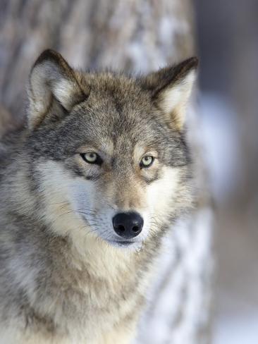 Eloquent image throughout printable wolf pictures Fabulous image inside printable wolf pictures