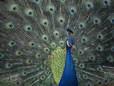 salvador dali peacock